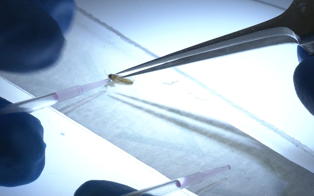 Imagen de trabajos de investigación con mosquitos en el insectario P3 del Centro Nacional de Microbiología (CNM-ISCIII)