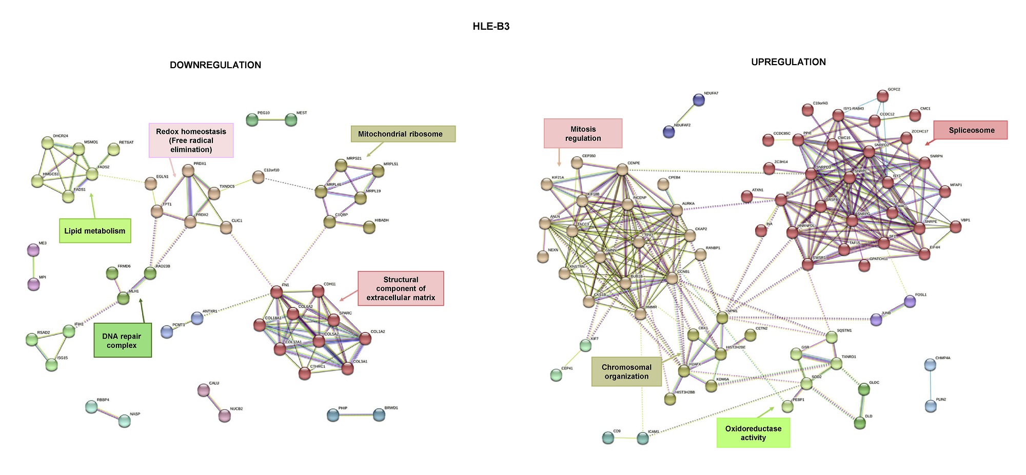 La imagen muestra un mapa del interactoma de proteínas desrreguladas identificadas en una de las líneas celulares utilizadas en el estudio que ha hallado biomarcadores en glaucoma.